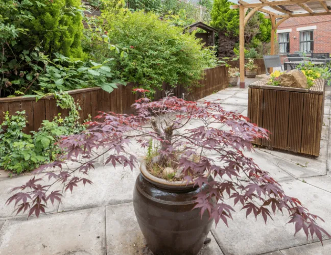 Patio outdoor exercise area with plants - Applewood Healthcare